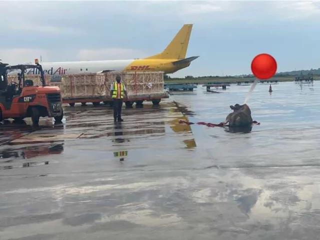 Drama At Lagos Airport As 250 Cows Arrived Nigeria From United States [Photos]