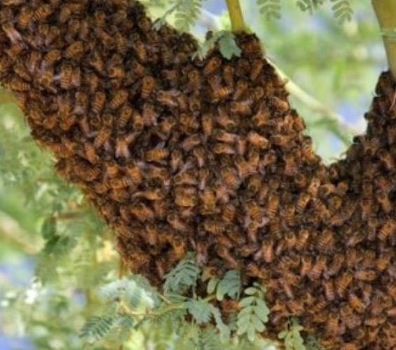 Tears As Bees Kill Six Passengers After Road Crash