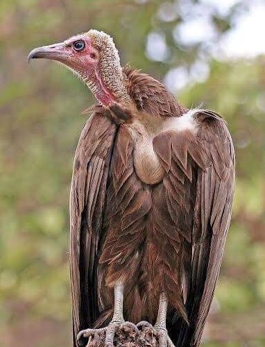 What You Must Know About Vulture; Why Vulture Is Now Hardly Seen In Nigeria