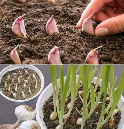 How to Grow Garlic: A Comprehensive Guide for Home Gardeners